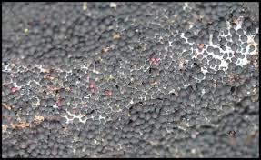 Attēlu rezultāti vaicājumam “Ruzenia spermoides”