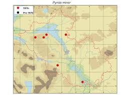 Attēlu rezultāti vaicājumam “Pyrola minor fruit”