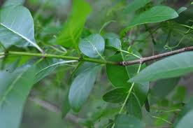 Attēlu rezultāti vaicājumam “Chionanthus virginicus leaf”
