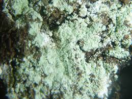 Attēlu rezultāti vaicājumam “Lepraria”