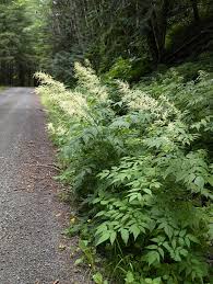 Image result for Aruncus dioicus