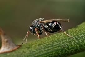 Attēlu rezultāti vaicājumam “Cynipidae”