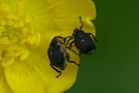 Attēlu rezultāti vaicājumam “Mononychus punctumalbum”