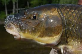 Image result for Moxostoma carinatum