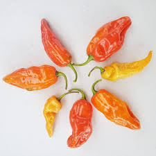 Afbeeldingsresultaat voor orange habanero hot pepper