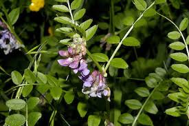 Attēlu rezultāti vaicājumam “Vicia cracca fruit”