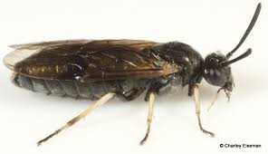 Attēlu rezultāti vaicājumam “Argidae”