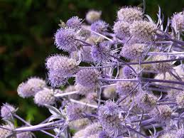 Attēlu rezultāti vaicājumam “Eryngium planum”