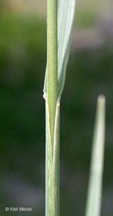 Attēlu rezultāti vaicājumam “Koeleria glauca leaf”