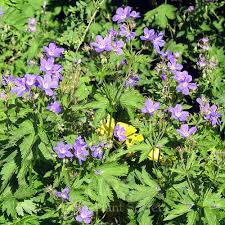 Attēlu rezultāti vaicājumam “Geranium sylvaticum leaf”