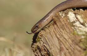 Attēlu rezultāti vaicājumam “Anguis fragilis adult”