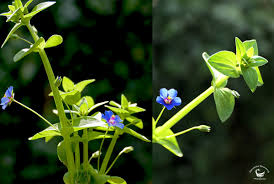 Image result for Anagallis arvensis