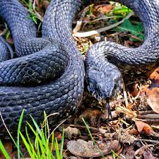 Image result for Ringelnatter