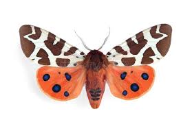 Attēlu rezultāti vaicājumam “Arctia caja imago”