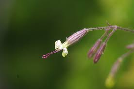 Attēlu rezultāti vaicājumam “Silene nutans”