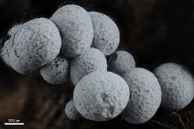 Attēlu rezultāti vaicājumam “Badhamia sp.”