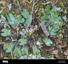 Attēlu rezultāti vaicājumam “Marchantiopsida”