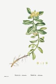 Attēlu rezultāti vaicājumam “Sedum aizoon”