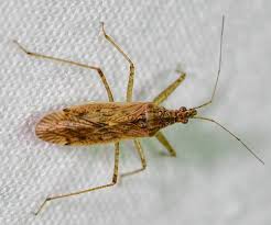 Attēlu rezultāti vaicājumam “Nabis limbatus”