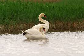 Attēlu rezultāti vaicājumam “Cygnus olor”