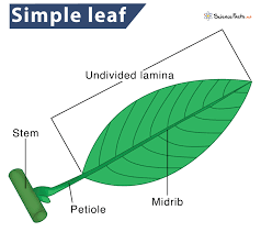 Attēlu rezultāti vaicājumam “leaf”