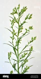 Attēlu rezultāti vaicājumam “Erigeron canadensis”