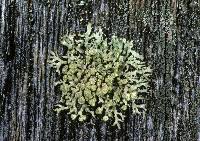 Attēlu rezultāti vaicājumam “Parmeliopsis ambigua”