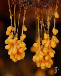 Attēlu rezultāti vaicājumam “Badhamia sp.”