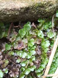 Attēlu rezultāti vaicājumam “Marchantiopsida”