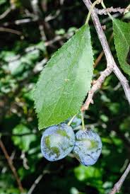 Attēlu rezultāti vaicājumam “Prunus domestica subsp. insitita fruit”