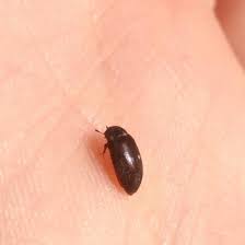 Attēlu rezultāti vaicājumam “Attagenus pellio”