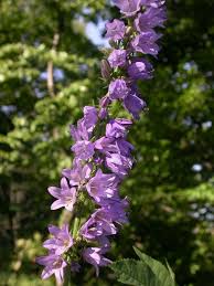 Attēlu rezultāti vaicājumam “Campanula bononiensis”