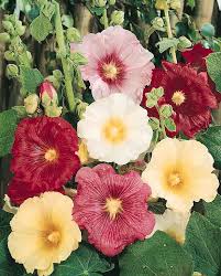 Attēlu rezultāti vaicājumam “Alcea rosea leaf”