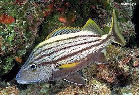 Image result for Haemulon album