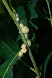 Attēlu rezultāti vaicājumam “Cynips quercusfolii”