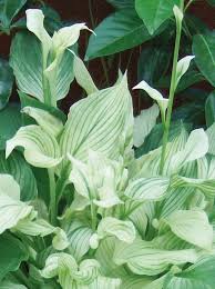 Image result for Hosta White Feather
