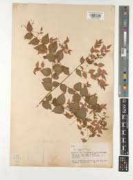 Attēlu rezultāti vaicājumam “Chara aspera male”