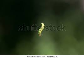 Attēlu rezultāti vaicājumam “Acrobasis advenella”