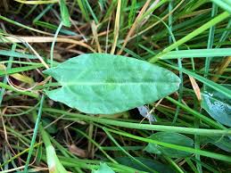 Attēlu rezultāti vaicājumam “Rumex acetosa leaf”