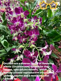 Attēlu rezultāti vaicājumam “Orchidaceae”