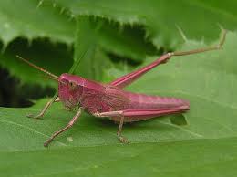 Attēlu rezultāti vaicājumam “Chrysochraon dispar”