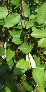 Attēlu rezultāti vaicājumam “Salix caprea leaf”