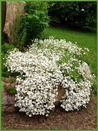 Image result for Gypsophila elegans