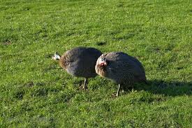 Attēlu rezultāti vaicājumam “Numida meleagris”