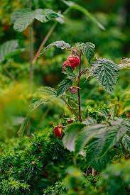 Attēlu rezultāti vaicājumam “Rubus idaeus leaf”