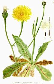 Attēlu rezultāti vaicājumam “Hypochaeris maculata leaf”