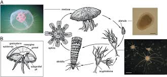 Attēlu rezultāti vaicājumam “Aurelia aurita”