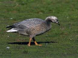 Attēlu rezultāti vaicājumam “Anser anser juvenile”