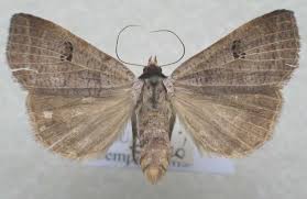 Attēlu rezultāti vaicājumam “Lygephila viciae”