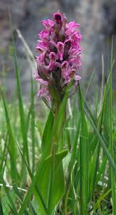 Attēlu rezultāti vaicājumam “Dactylorhiza incarnata leaf”